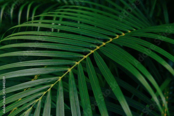 Fototapeta Plam leaves natural green pattern on dark background - Leaf beautiful in the tropical forest plant jungle