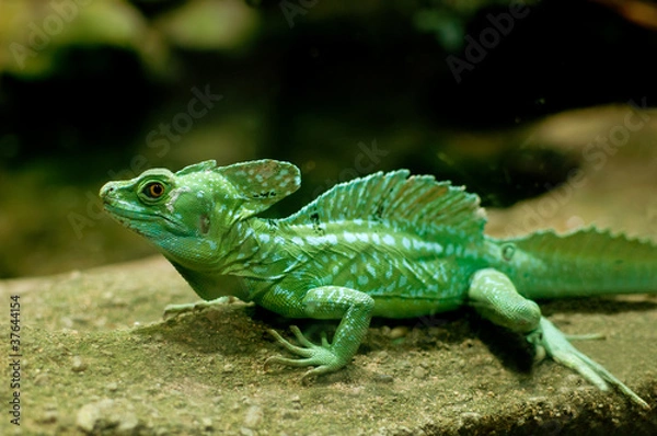 Obraz Green Basilisk