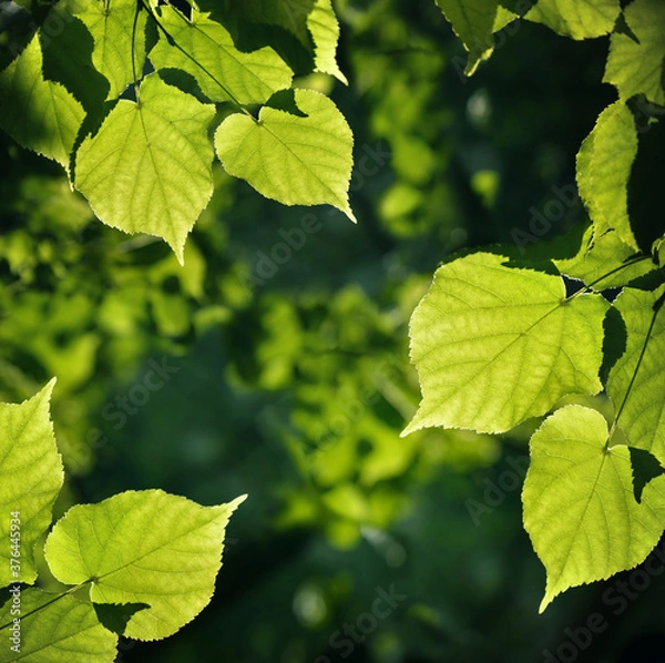 Fototapeta Summer nature background. Lime tree leaves under sunrays in a summer day. 