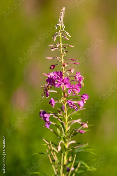 Obraz Purple flower closeup