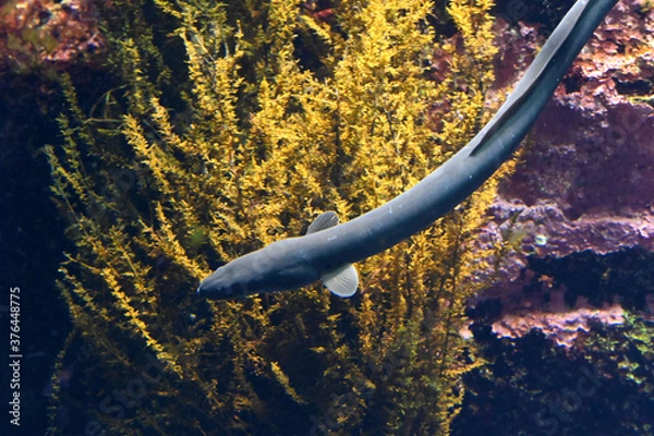 Obraz 水中を泳ぐ二ホンウナギの姿