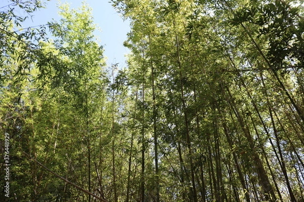 Fototapeta ハイキングコースにて植物の撮影