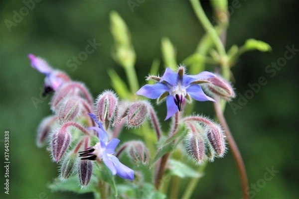Obraz Borango officinalis - blue borage flower and buds