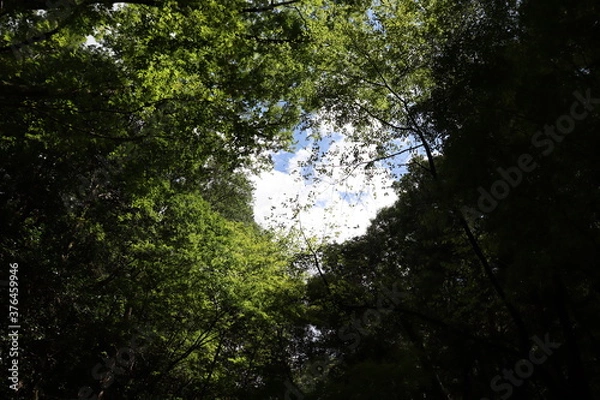 Obraz 深緑の道の風景