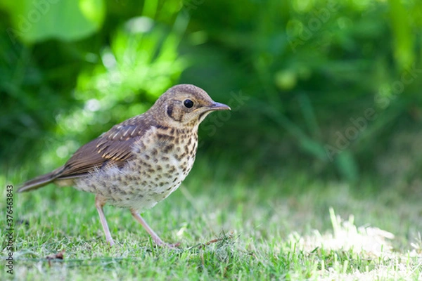Fototapeta Song thrush bird walking on the green grass in the garden. Blurred green background. Selective focus.