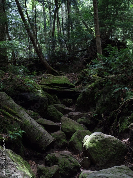 Fototapeta 奥日光の切込湖・刈込湖～涸沼のハイキング道
