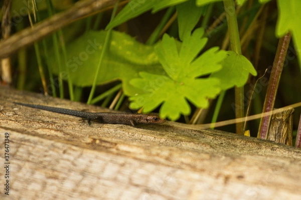 Obraz Lizard on an old board. Close-up. Brown lizard on a log under the grass.