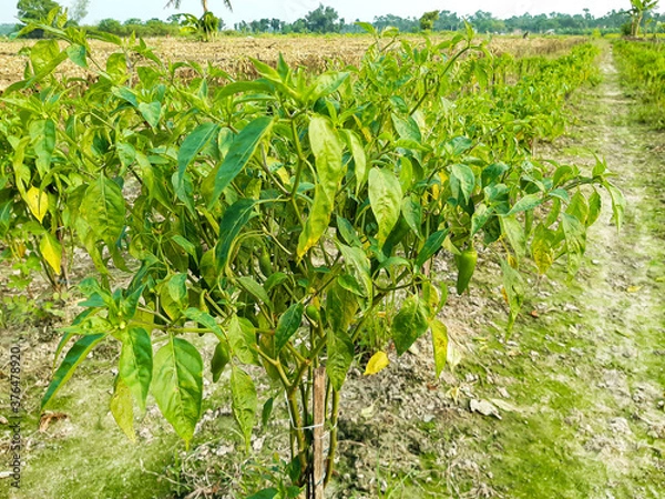 Obraz The green pepper tree has green pepper and is a farmland.