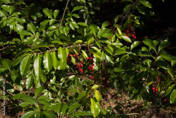 Obraz red and yellow berries on a tree