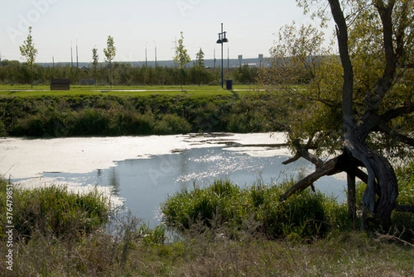 Obraz the river in the forest