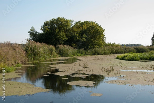 Obraz river in the forest