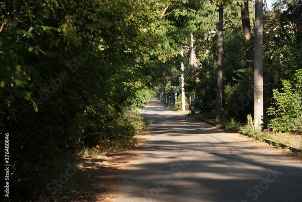 Obraz road in the park
