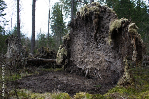 Fototapeta old tree root