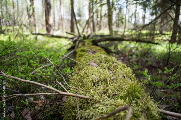 Fototapeta moss in the forest