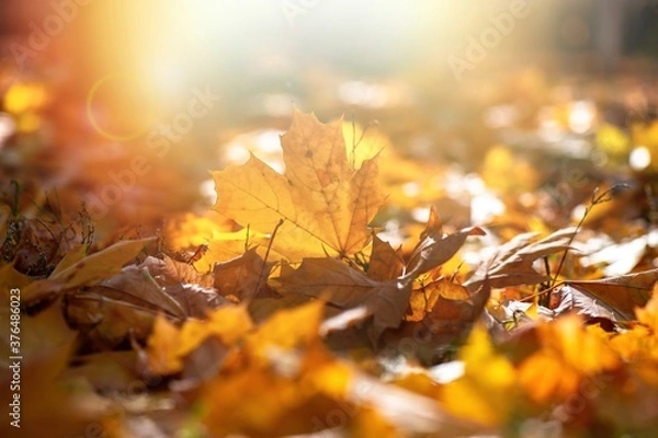 Obraz Nice yellow orange red leaves  nature background abstract macro close up autumn