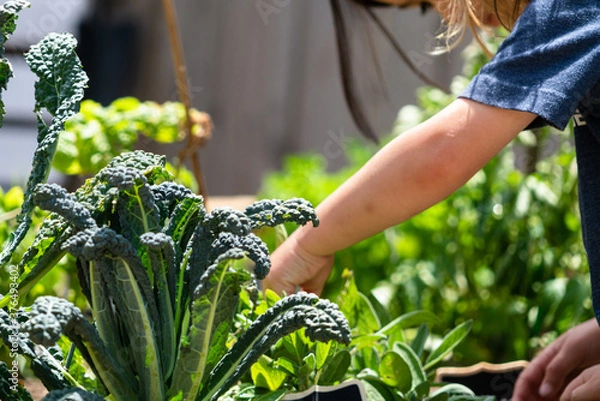Fototapeta Child picking vegetables from the garden