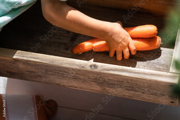 Fototapeta Child picking up some carrots from a wooden box