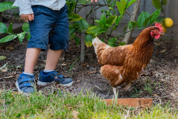 Fototapeta Child playing outside on a farm with a hen