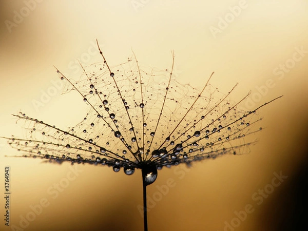 Obraz dandelion seed