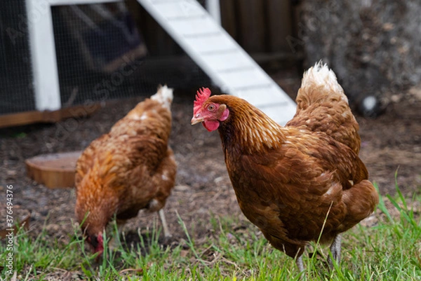 Fototapeta Hens walking outside on a farm in the grass