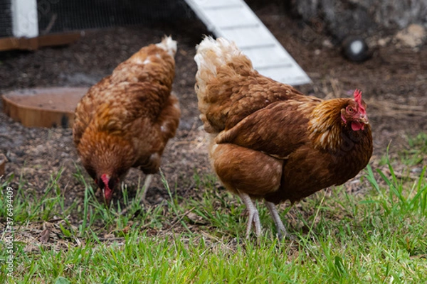Fototapeta Hens walking outside on a farm in the grass