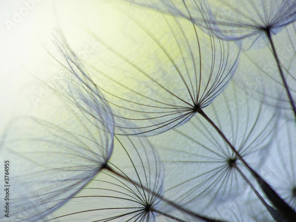 Obraz dandelion seed