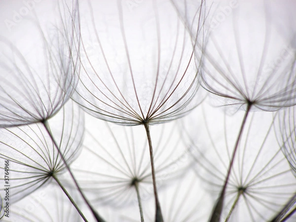 Obraz dandelion seed