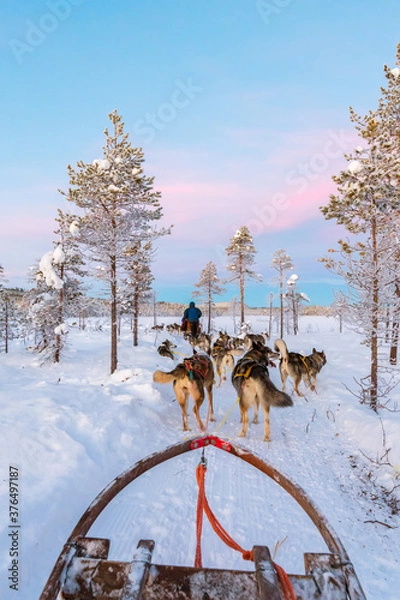 Obraz Dog sledding with huskies in beautiful sunrise, Sweden