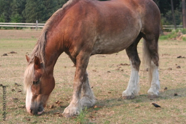 Obraz Horse eating