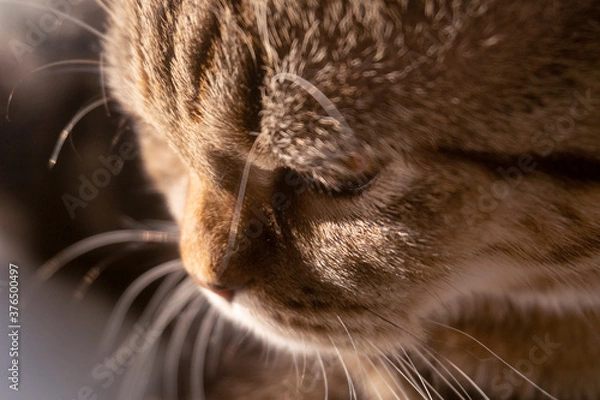 Obraz cute scottish straight cat portrait