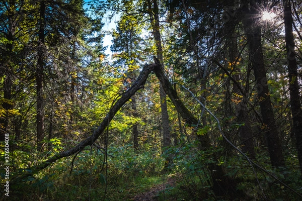 Obraz trees in the forest