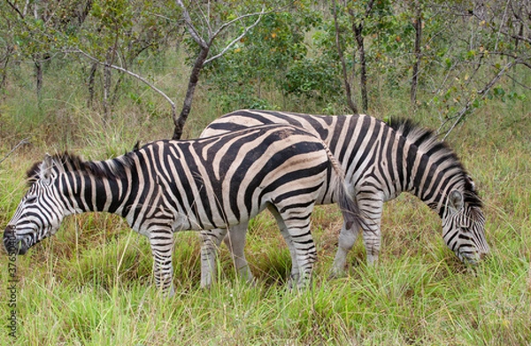 Obraz Zebra Herd_7491