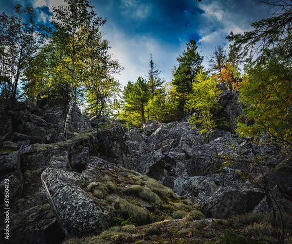 Obraz rocks in the forest