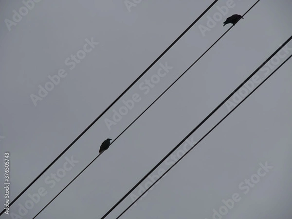 Obraz Silhouette of two ravens sitting at a distance from each other on an electricity conductor. Shot perspective from bottom to top.