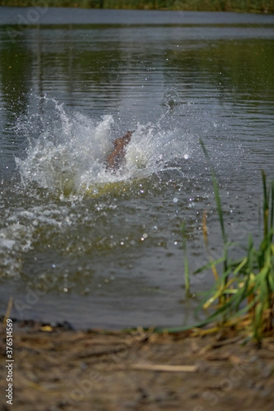 Fototapeta American Pit Bull Terrier with acceleration runs into the lake.