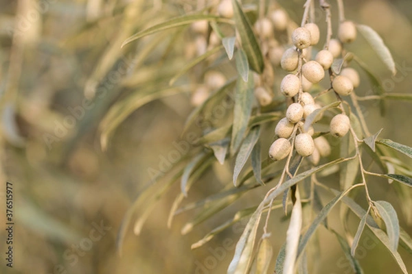Obraz The floral background with Elaeagnus commutata branch. The autumn mood.