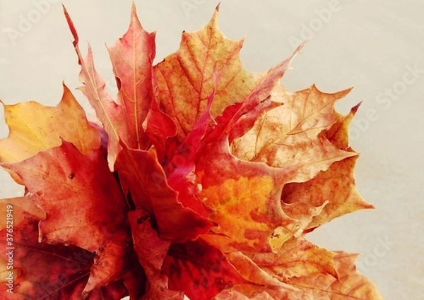 Fototapeta red maple leaf