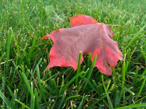 Fototapeta red maple leaf