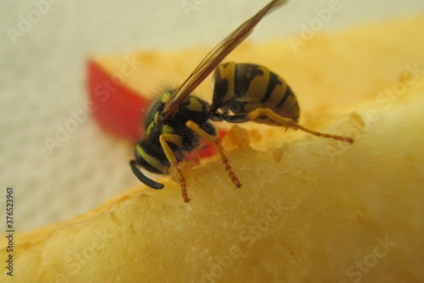Obraz Wespe 2