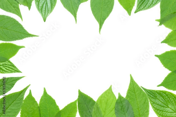 Fototapeta Green leaf frame on the white background. Flat lay with copy space.