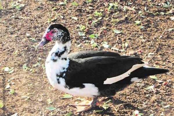 Obraz wild duck - farm 