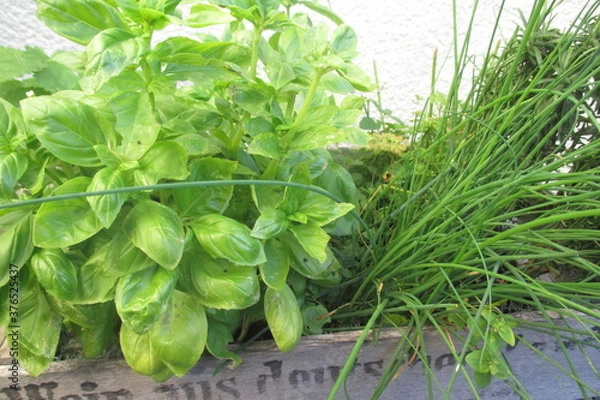 Obraz Kräutergarten