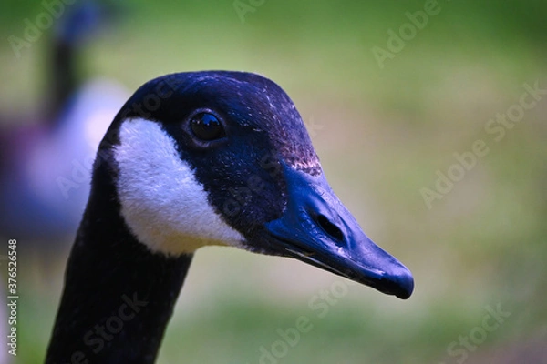 Obraz Die kanadische Gans