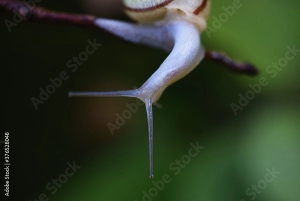 Fototapeta A snail close up image