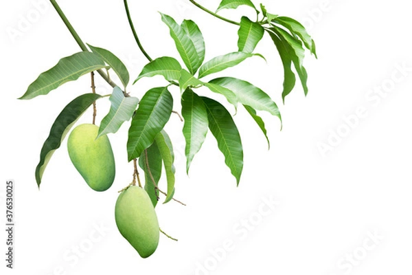 Fototapeta Green Mango Fruit with Branches and Leaves Isolated on White Background