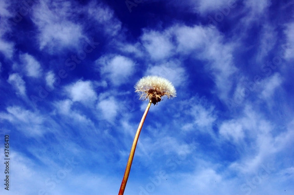 Fototapeta Dandylion Clock