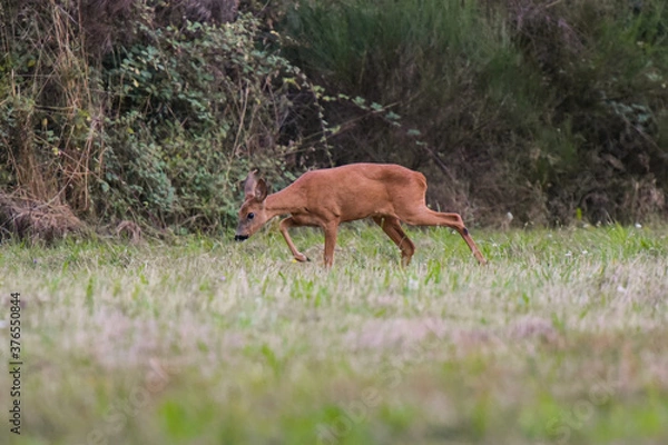 Obraz roe deer in nature