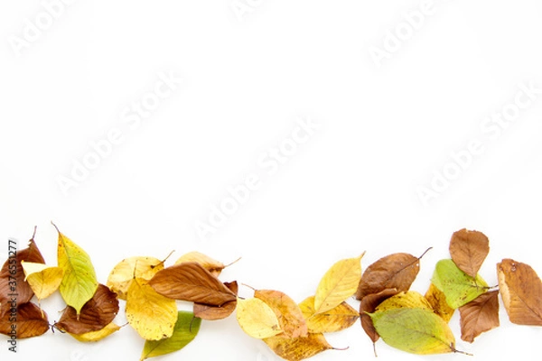 Obraz 落ち葉のフレーム　カラフル白バック