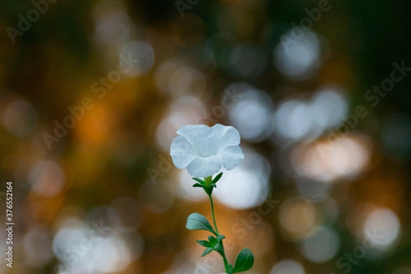 Fototapeta white flower in fall