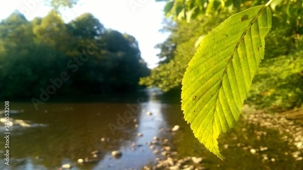 Obraz Autumn, yellow leaf, blurred river background